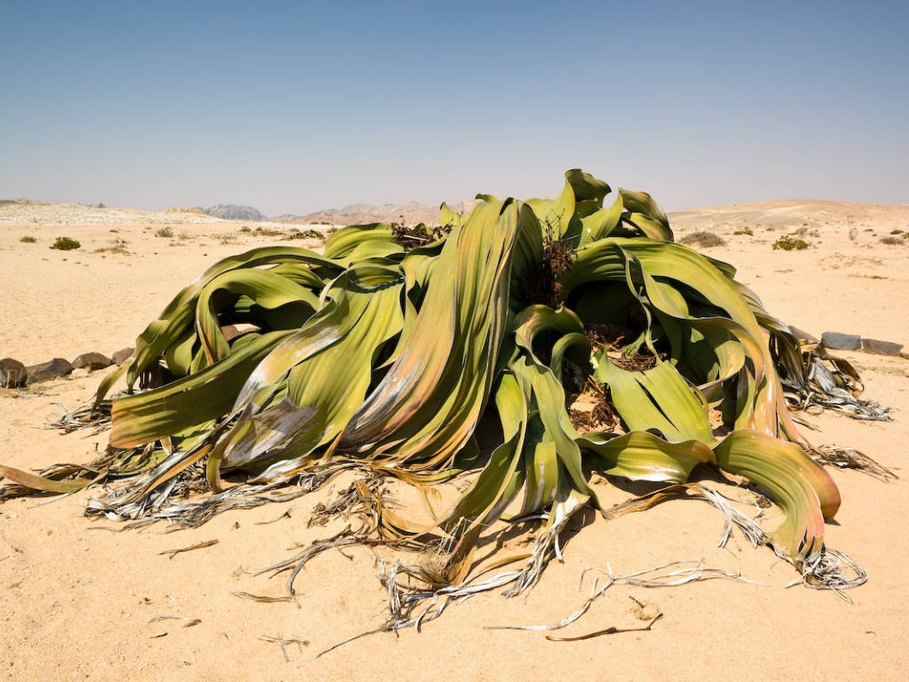 Welwitschia-mirabilis2