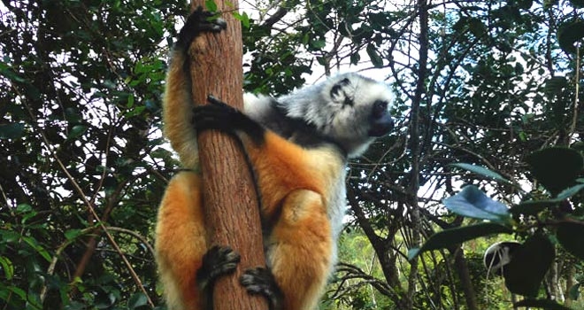 Largest lemur, Indri Indri at Vakona Lodge, Andasibe, Madagascar holidays