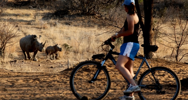 Mountain biking alongside rhino, Ants Collection, South Africa