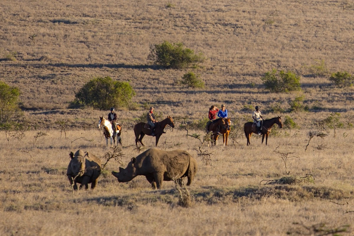Rhino on safari with Borana riding