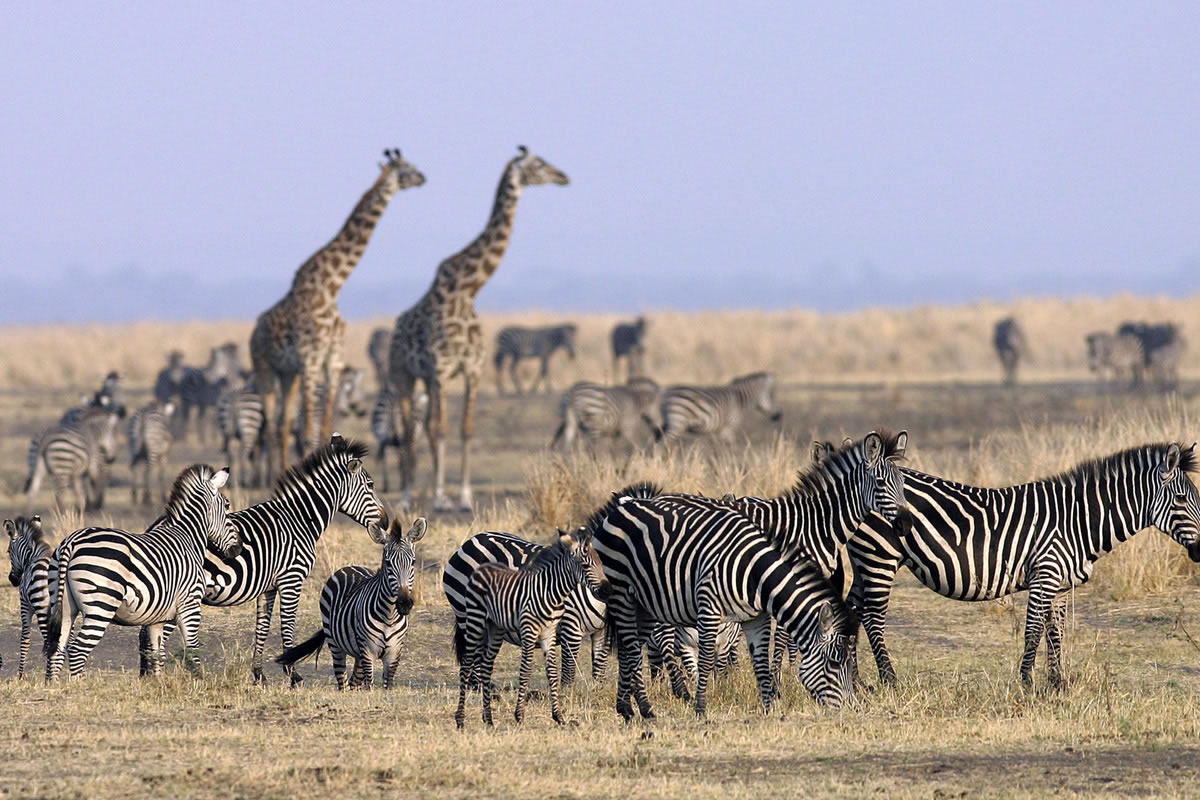 Chad Katavi zebra and giraffe
