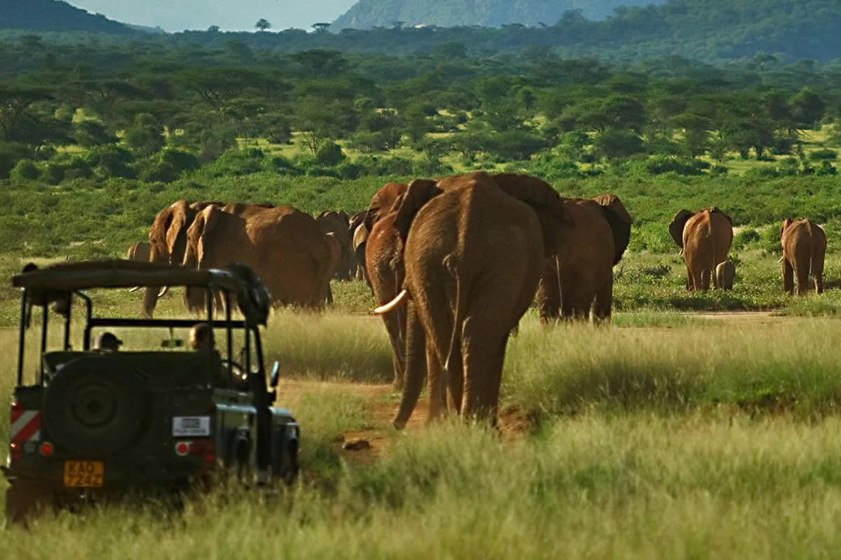 Elephant Watch Camp elephant safari, Samburu Kenya