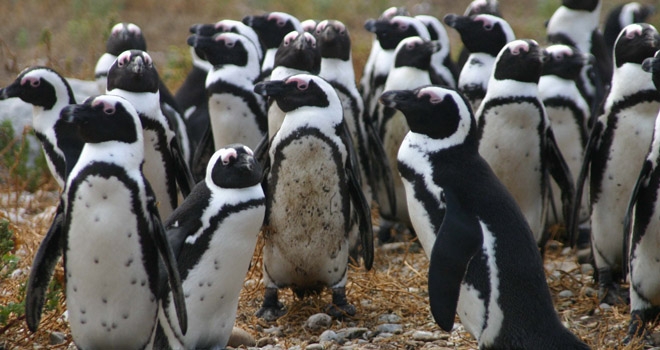 Colony of jackass penguins, Grootbos