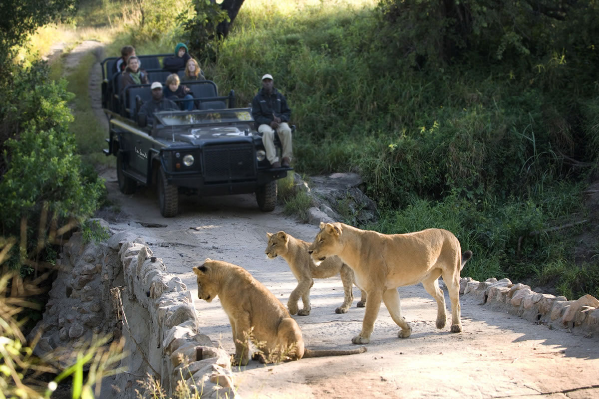 Viewing lions by vehicle in the Sabi Sands