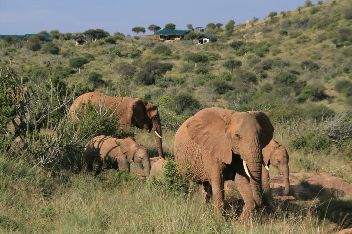 Laikipia Wilderness elephants