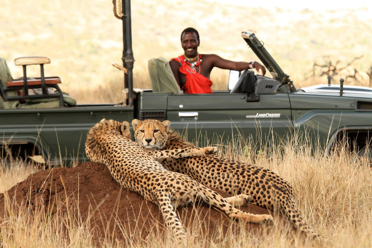 Lewa Wilderness cheetahs on a game drive