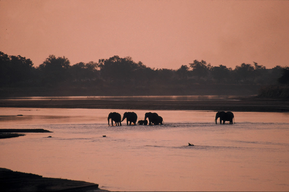 Elephants in the river, Luangwa Bush Camp