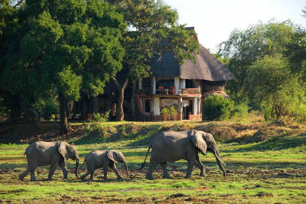 Luangwa safari house, elephants walking past the lodge