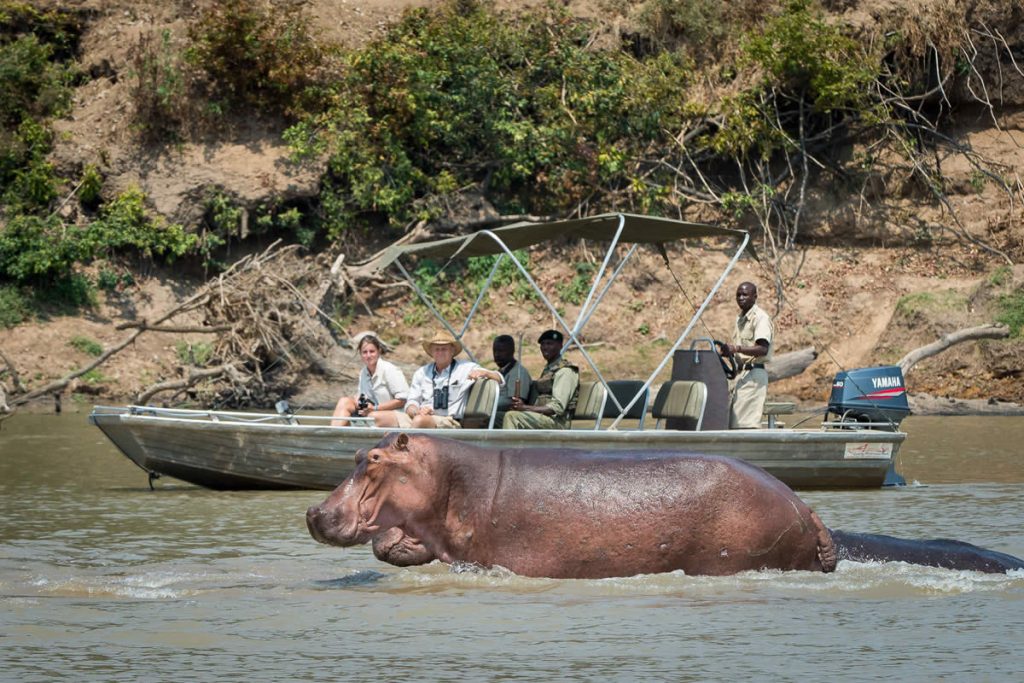 Nsefu, river safari viewing hippo