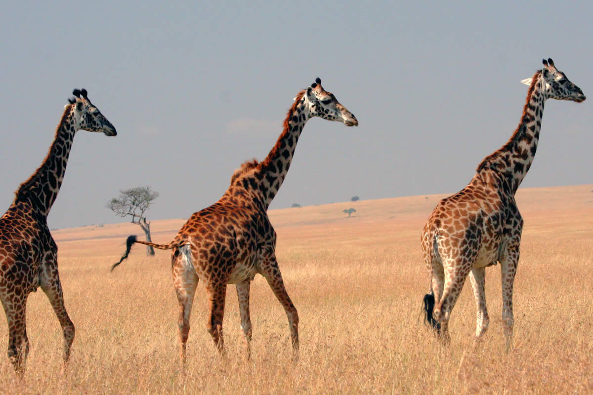 Giraffes, Masai Mara Game Reserve, Kenya без смс