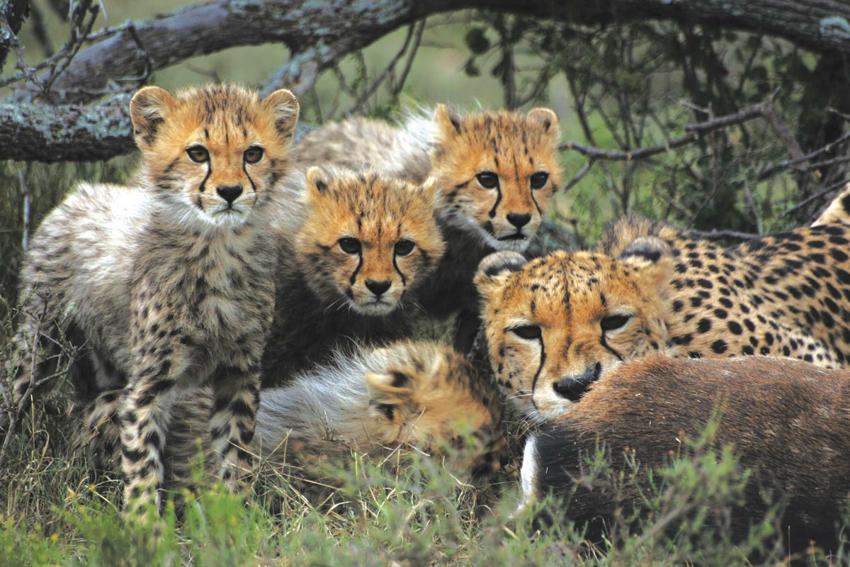 Samara Karoo Lodge cheetah family