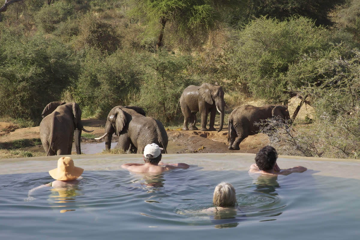 Elephants at Sarara Camp, guests overlooking them in the pool