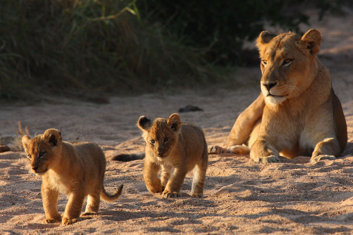 Tanda Tula Field Camp lion cubs