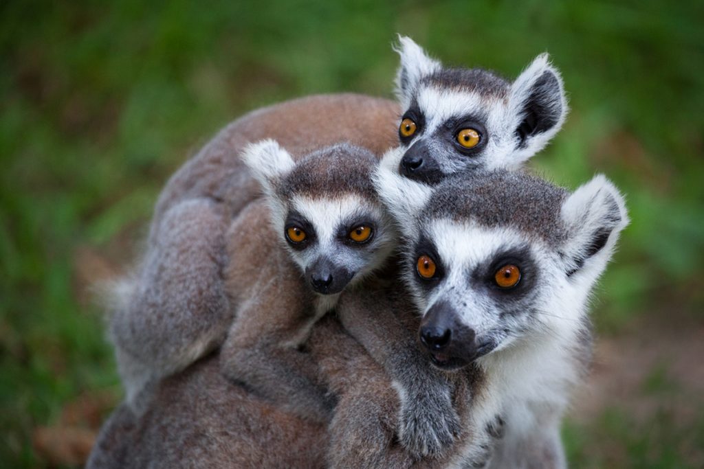 Tsara Komba lemurs
