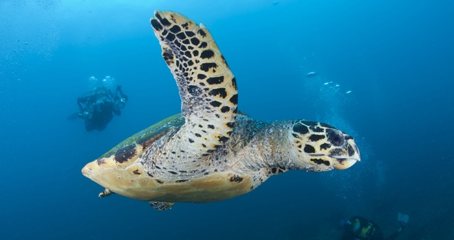 Diving with turtles at Rocktail, KwaZulu-Natal coast