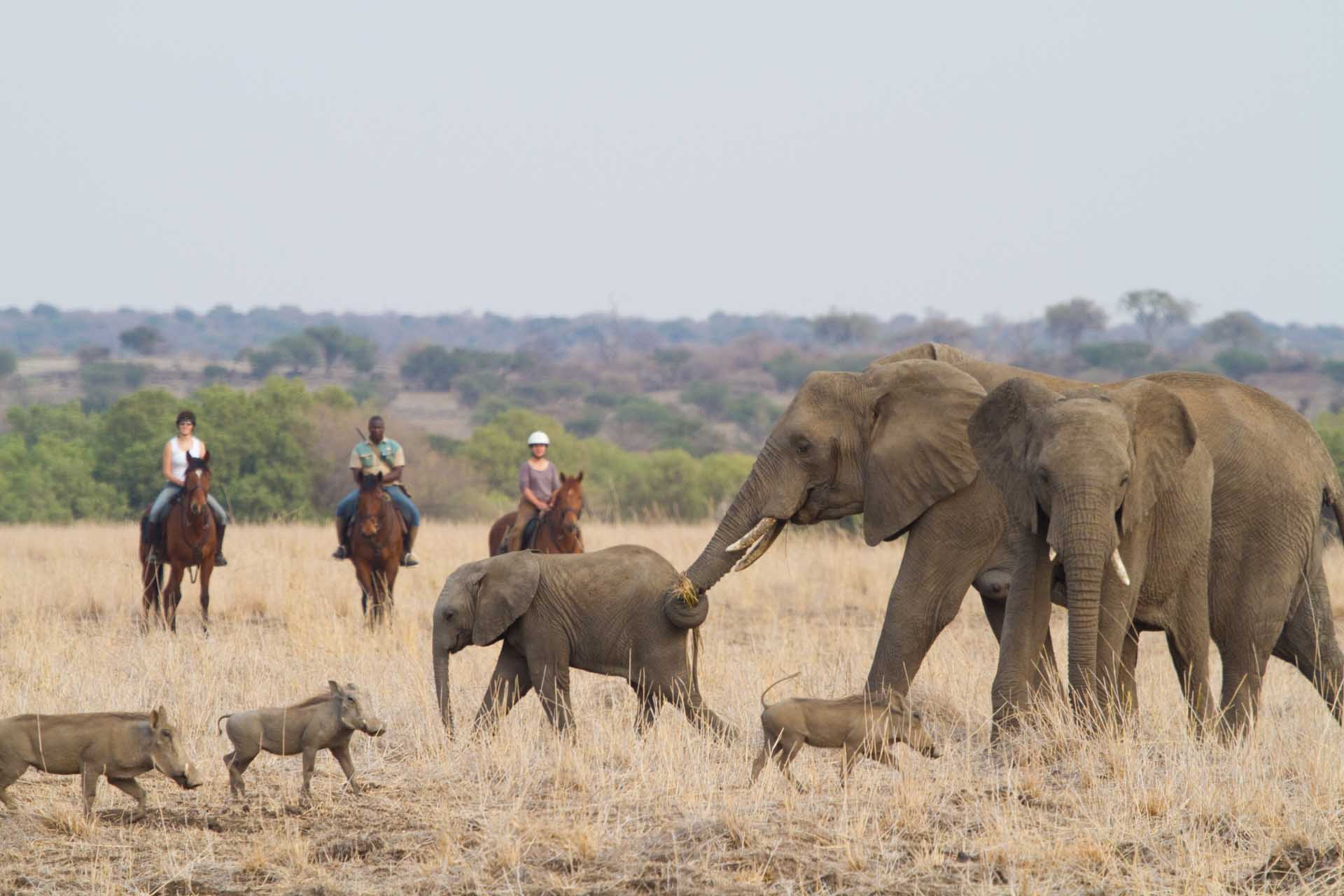 Ride through the vast Mashatu Game Reserve tucked against Botswana’s border with South Africa