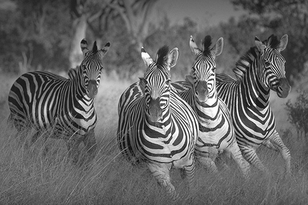 Black and white group of four zebra, David Murray