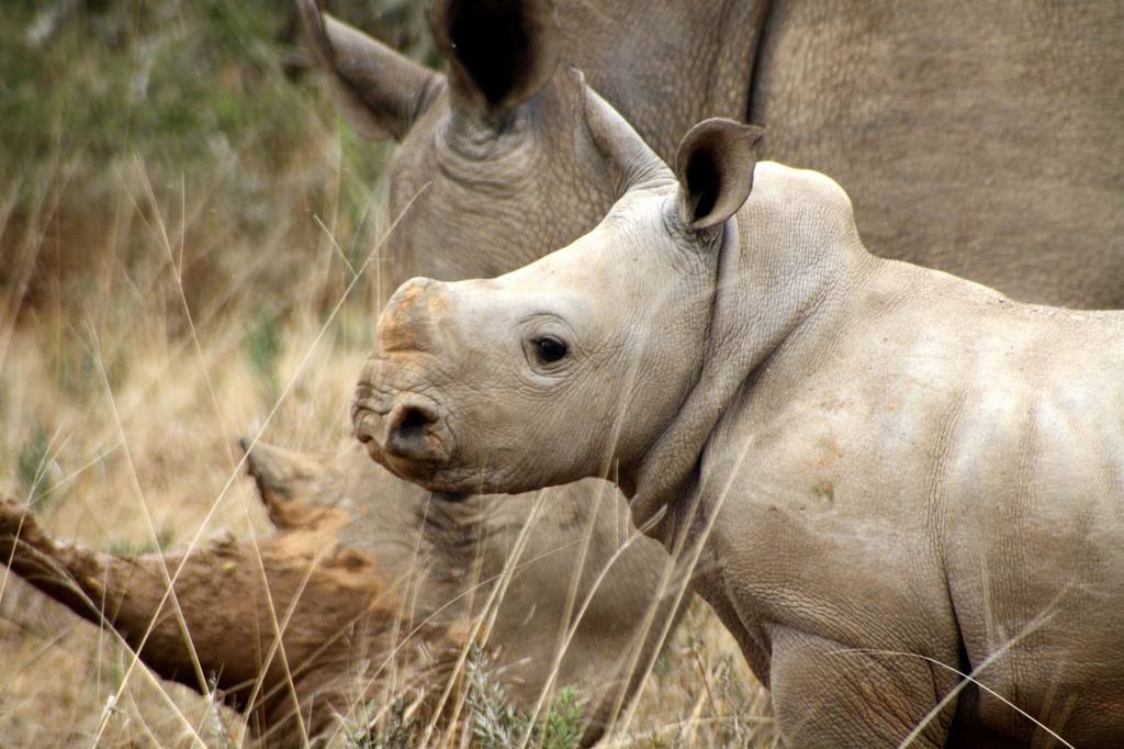 White Rhino calf and mother rhino, Kwandwe South Africa rhino conservation safari