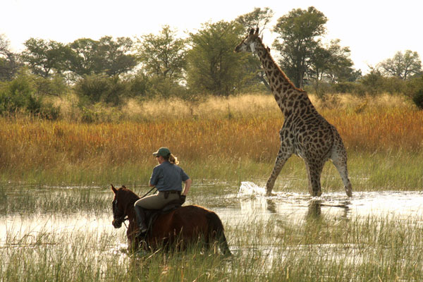 Botswanas wonders riding with giraffe