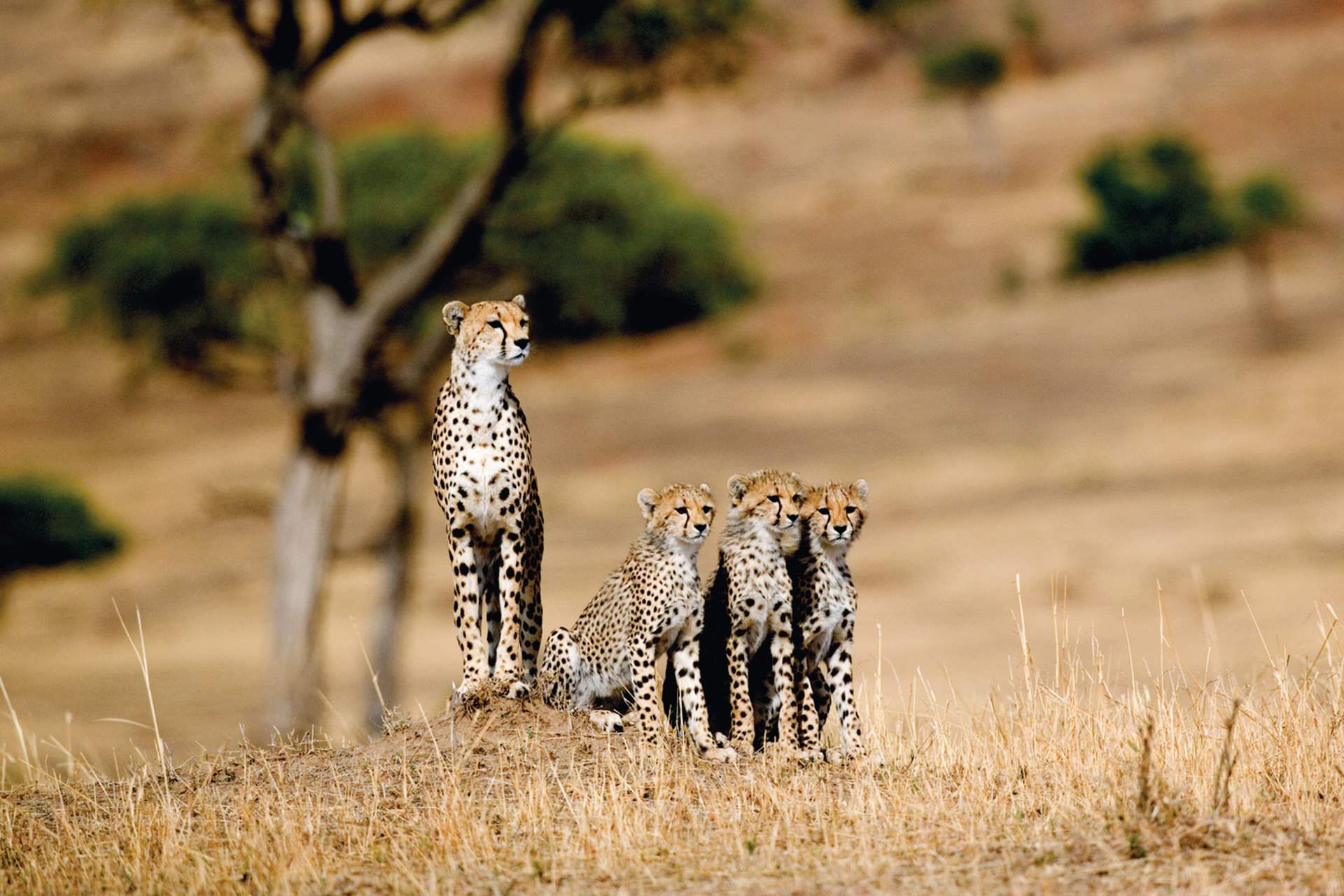 cheetah family of cubs in Kenya © BBC The Hunt wildlife documentary, Masai Mara, Kenya