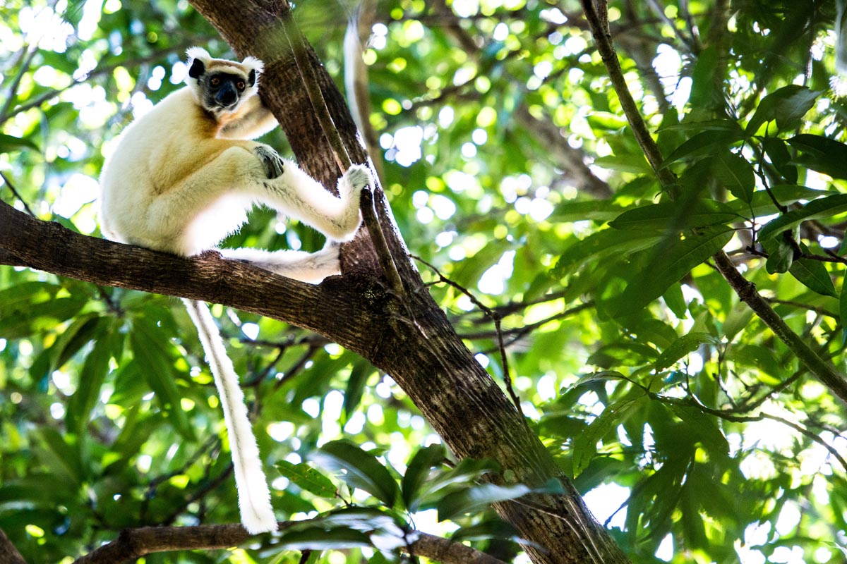 Miavana lemur in a tree, Madagascar