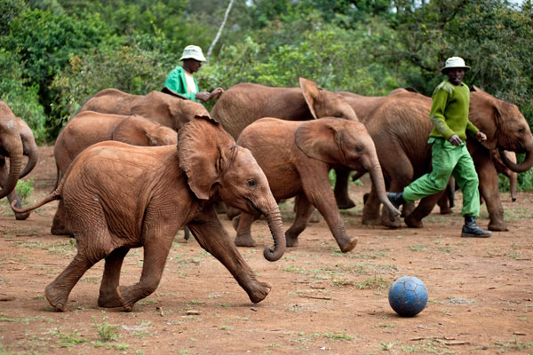 Rescued elephants feature on A Perfect Planet 