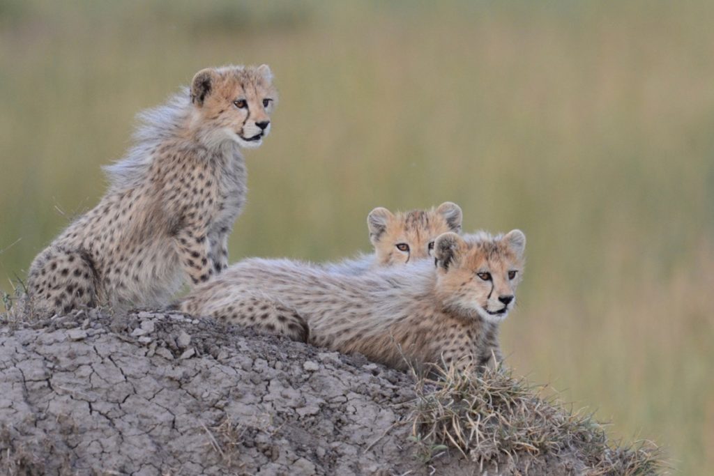 Tangulia Mara Camp cheetah
