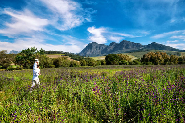 child and father walking with wild flowers with Simonsberg backdrop Cape South Africa © Babylonstoren
