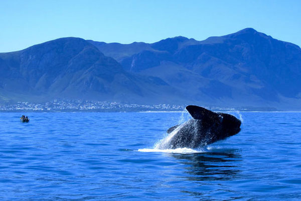 Southern Right whale breaching at Hermanus Escape Explore