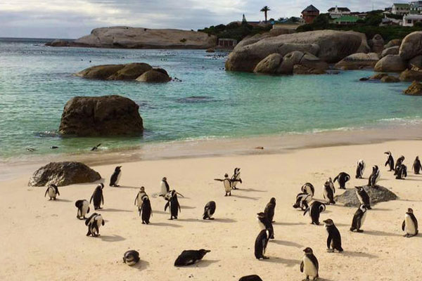 African penguin colony on the beach Simon's Town © Explore + Escape