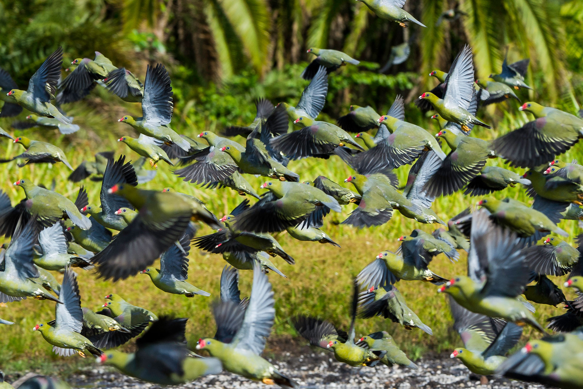 Congo birding, flock of green pigeon, Odzala-Kokoua National Park