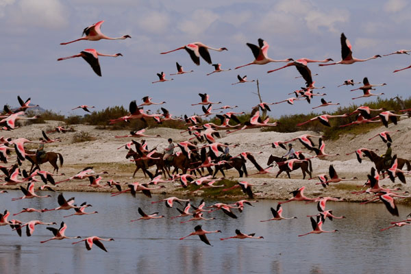 Flamingos at Lake Natron, new riding safari by Kaskazi Riding Safaris