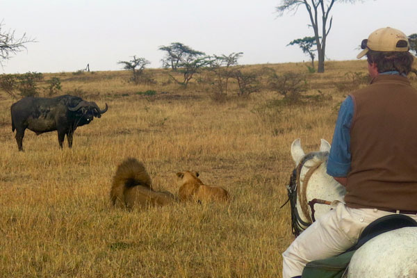 Simon Kenyon guiding riding safaris in the Masai Mara with buffalo and lions