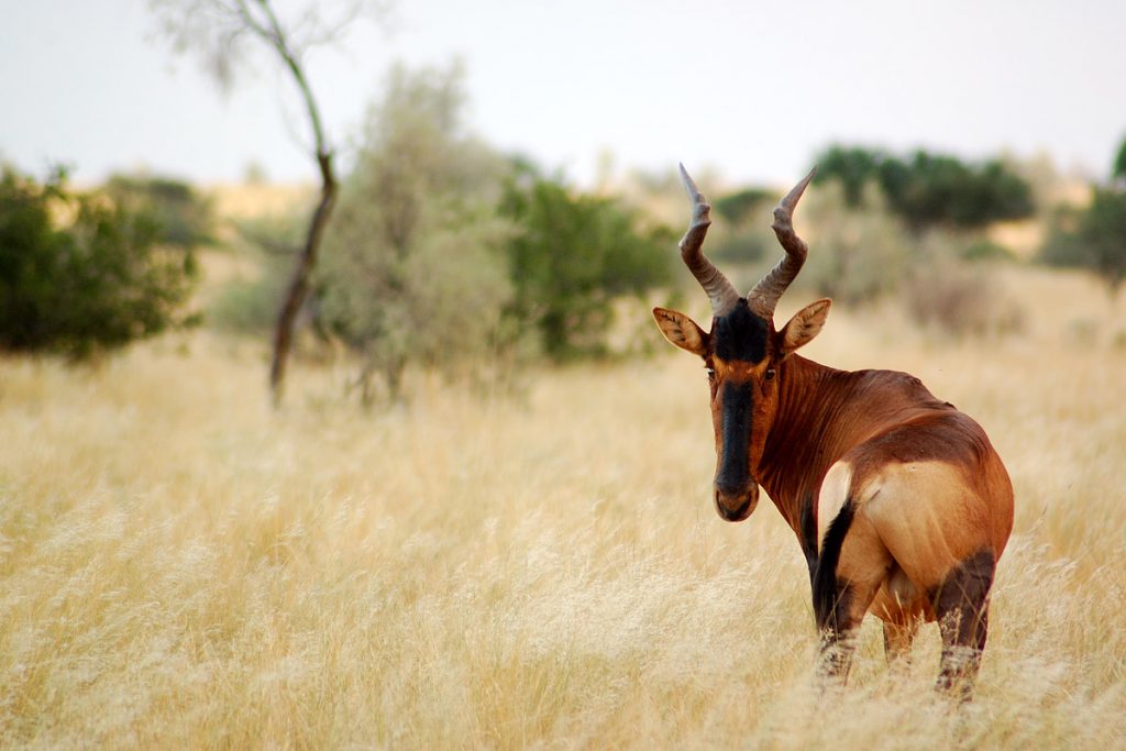 Tswalu Tarkuni topi antelope