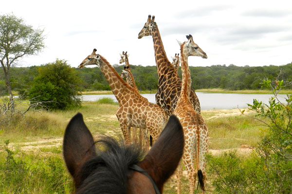 Between the horse ear photo of a herd of giraffe a Wait A Little South Africa