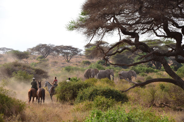 new rides Kaskasi riding safari in the Serengeti, elephants and group of horseriders