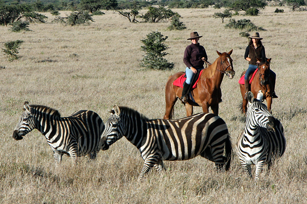 Lewa Wilderness Trails riding with zebra Kenya