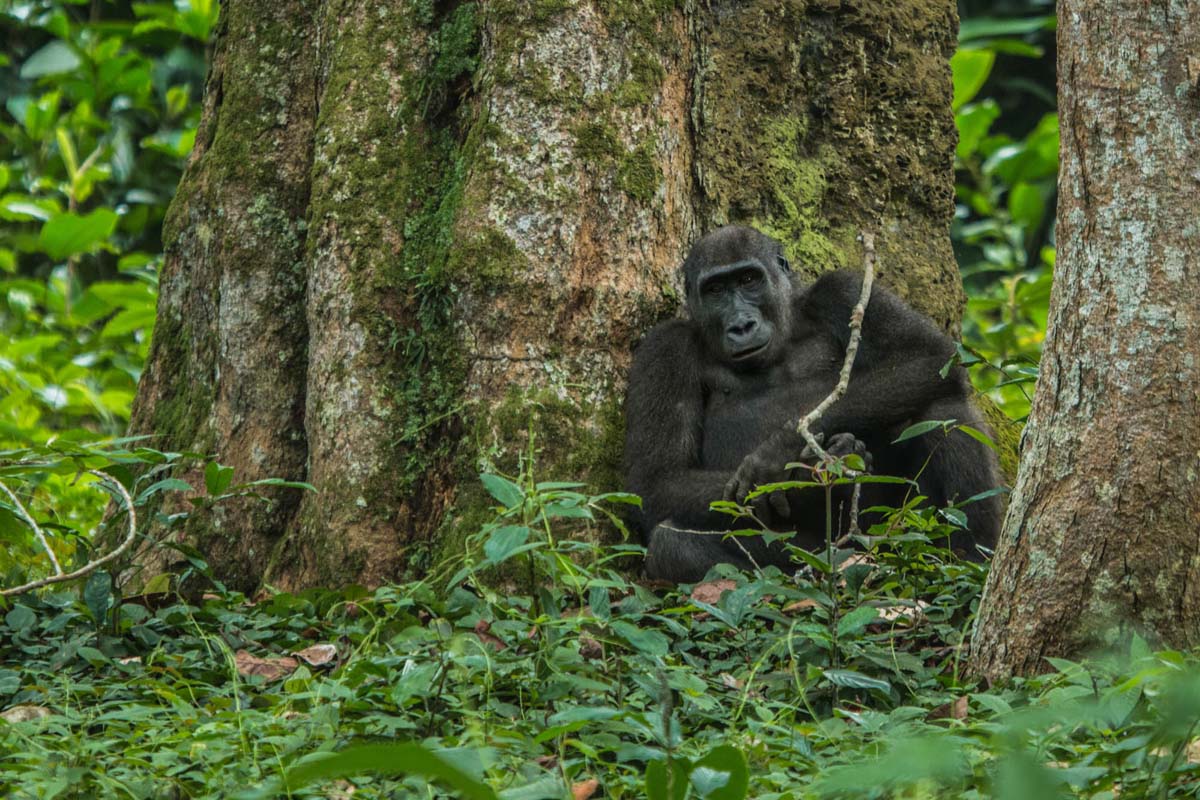 Ngaga Camp western lowland gorilla, Odzala-Kokoua, Congo