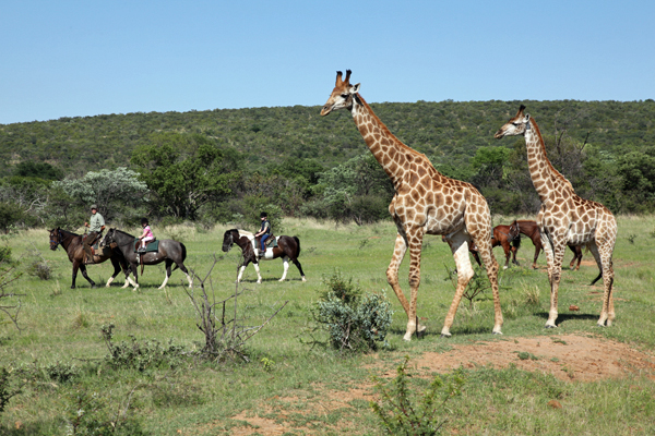Horseback safari riding with giraffe at Ant's Nest South Africa