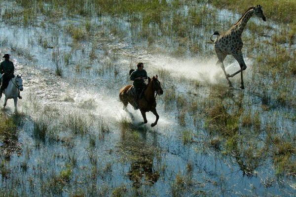 Guide and guest riding through the Delta waters alongside giraffe, Okavango Delta, Botswana, African Horseback Safaris