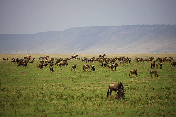 Riding with wildebeest, Masai Mara, Kenya, Safaris Unlimited