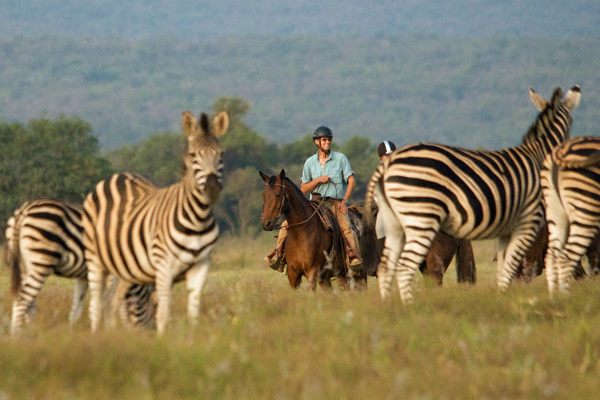 Riding safari guide Shane Dowinton on horseback with zebra herd, Botswana, Limpopo Valley Horse Safaris
