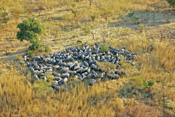 Aerial of large elephant herd, Zakouma National Park, Chad © David Eddeari
