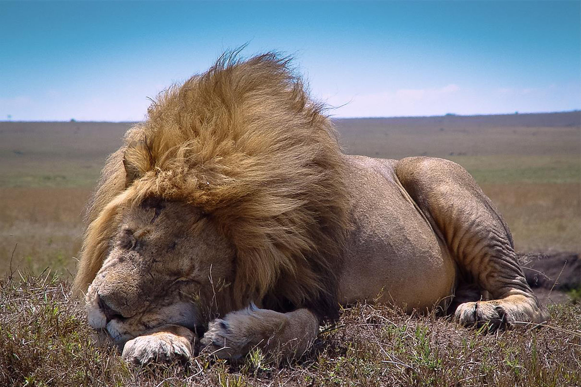 Gigantic lion asleep © Saba-Douglas-Hamilton