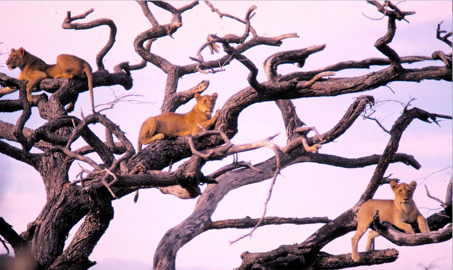 Three tree climbing lionesses © Saba Douglas-Hamilton