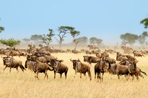 Horseback safari alongside wildebeest, Grumeti Serengeti, Tanzania Singita