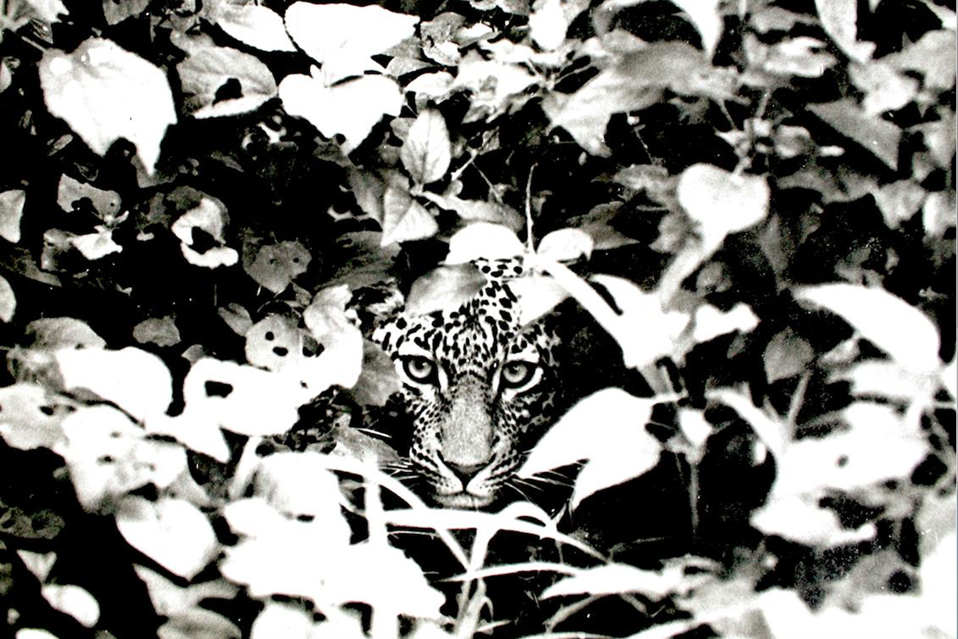 Leopard peering from the bush print to buy © Saba Douglas-Hamilton 