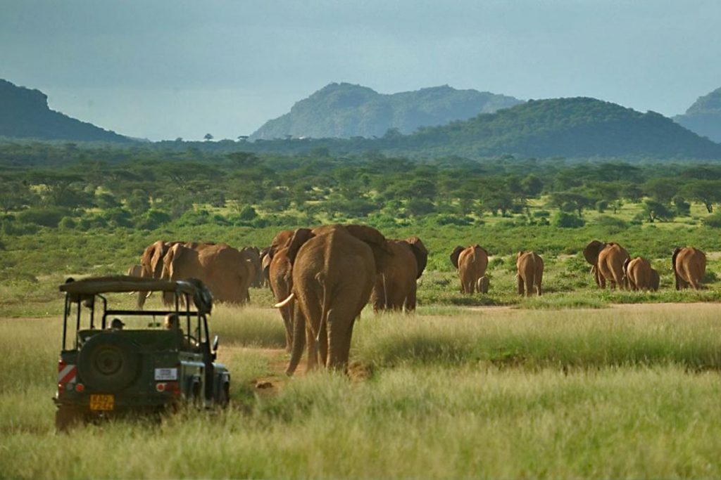 elephants in Kenya - large herds walk through Elephant Watch Camp, Samburu National Park