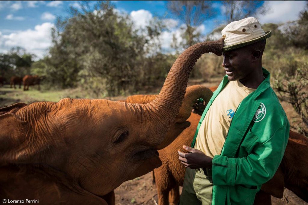 Elephant Nglai touching her keepers hat at David Sheldrick Elephant Orphanage