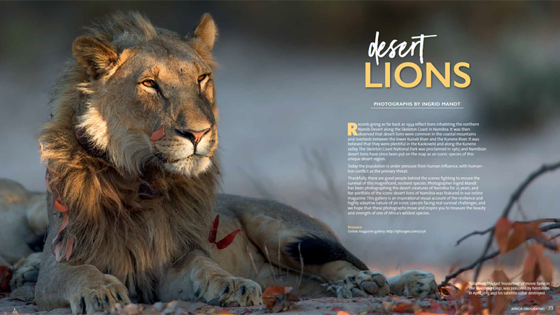 Africa Geographic Yearbook Desert Lion